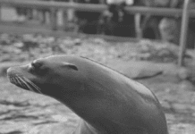 The Central Park Zoo: What Makes It So Popular?