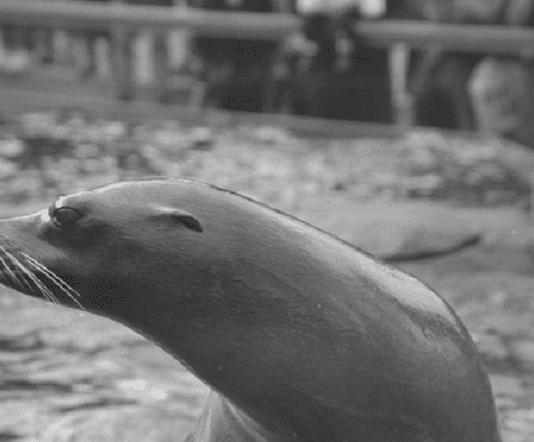 Зоопарк Центрального парку Манхеттена: в чому його популярність?