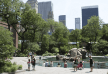 Зоопарк Центрального парку: про появу та діяльність