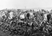 Manhattan Farm Gardens: Origins, Activities, and Development