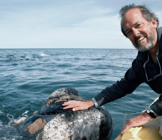 Roger Payne: The Ecologist Who Discovered Whale Songs
