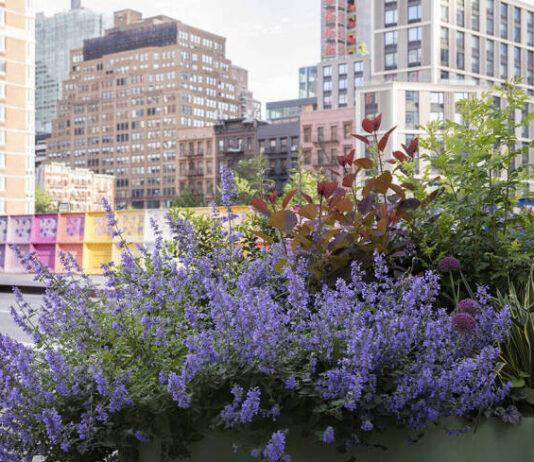 Manhattan’s Most Popular Plants